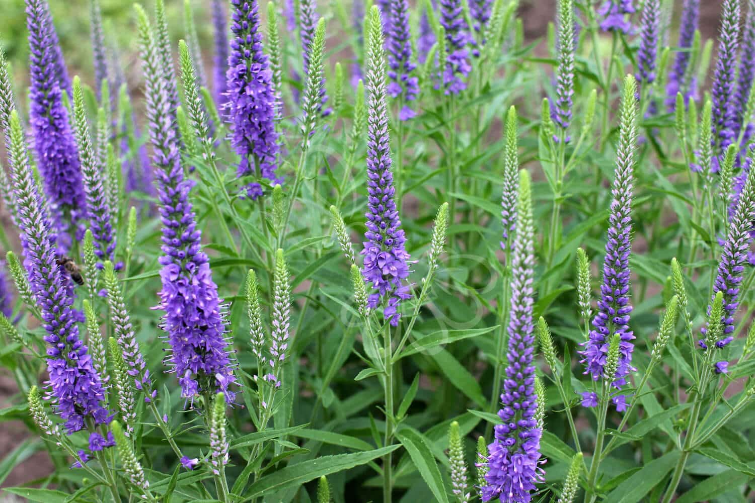 insektblomster_aks-aerenpris Aks-Ærenpris i blomst – blåviolet plante i solbeskinnet, kalkholdig jord. En hjemmehørende art med værdi for Okkergul Pletvinge og andre insekter.