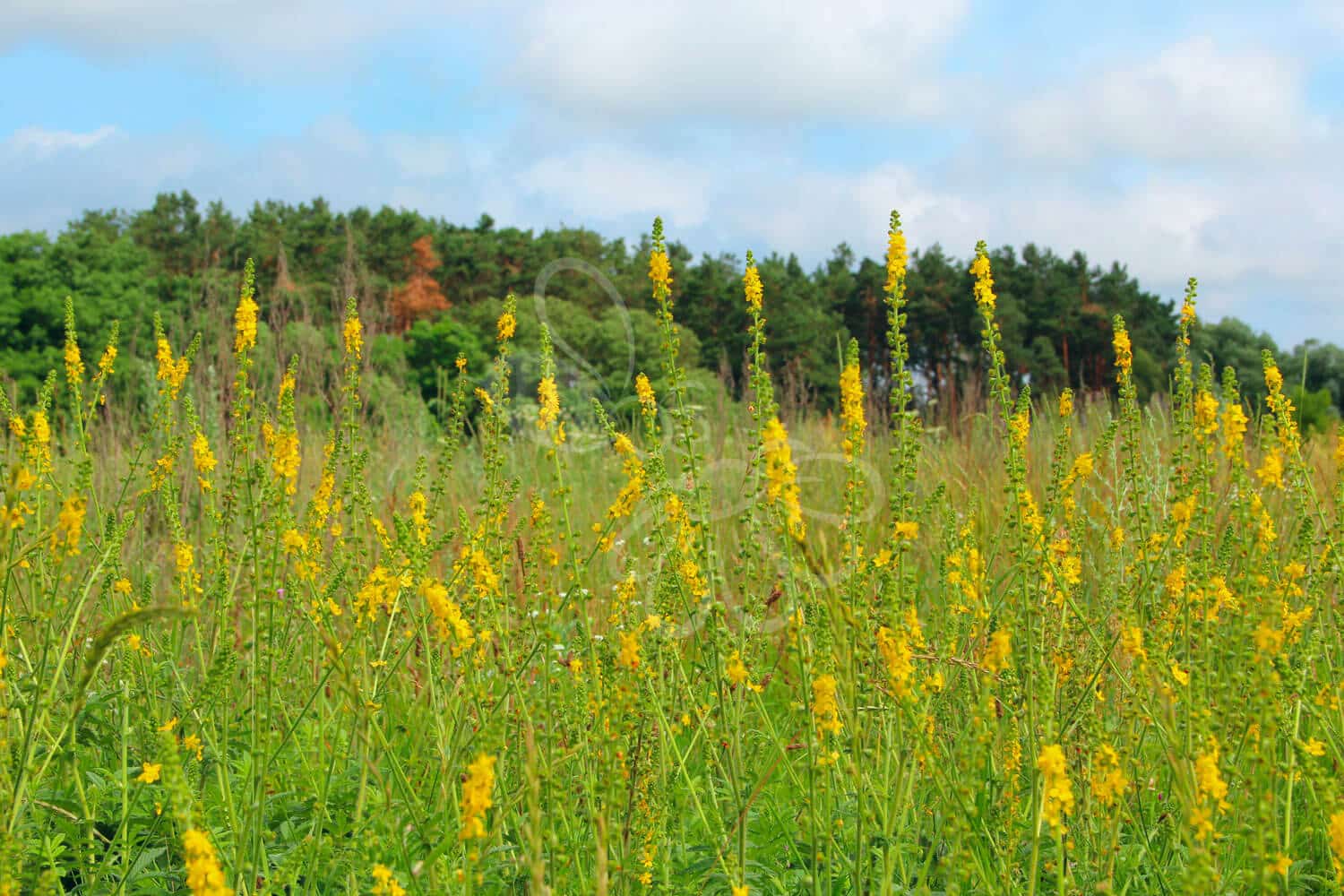 insektblomster_almindelig_agermaane Hej Verden Udvalgt Billede