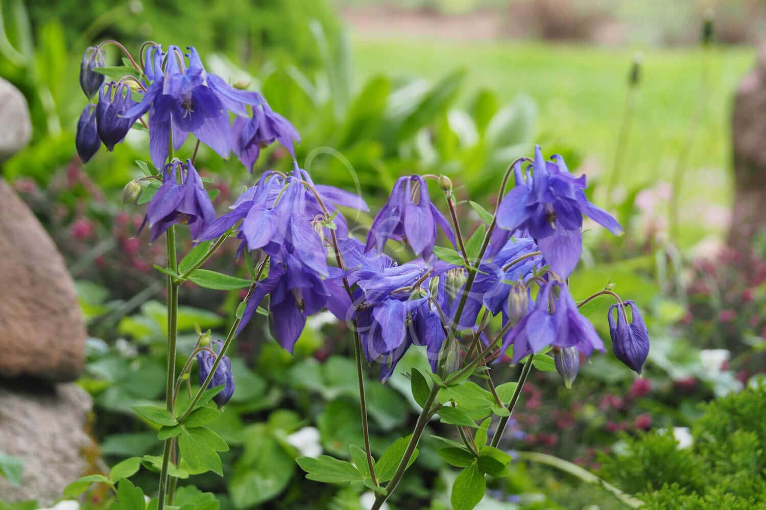 insektblomster_almindelig_akeleje Hej Verden Udvalgt Billede