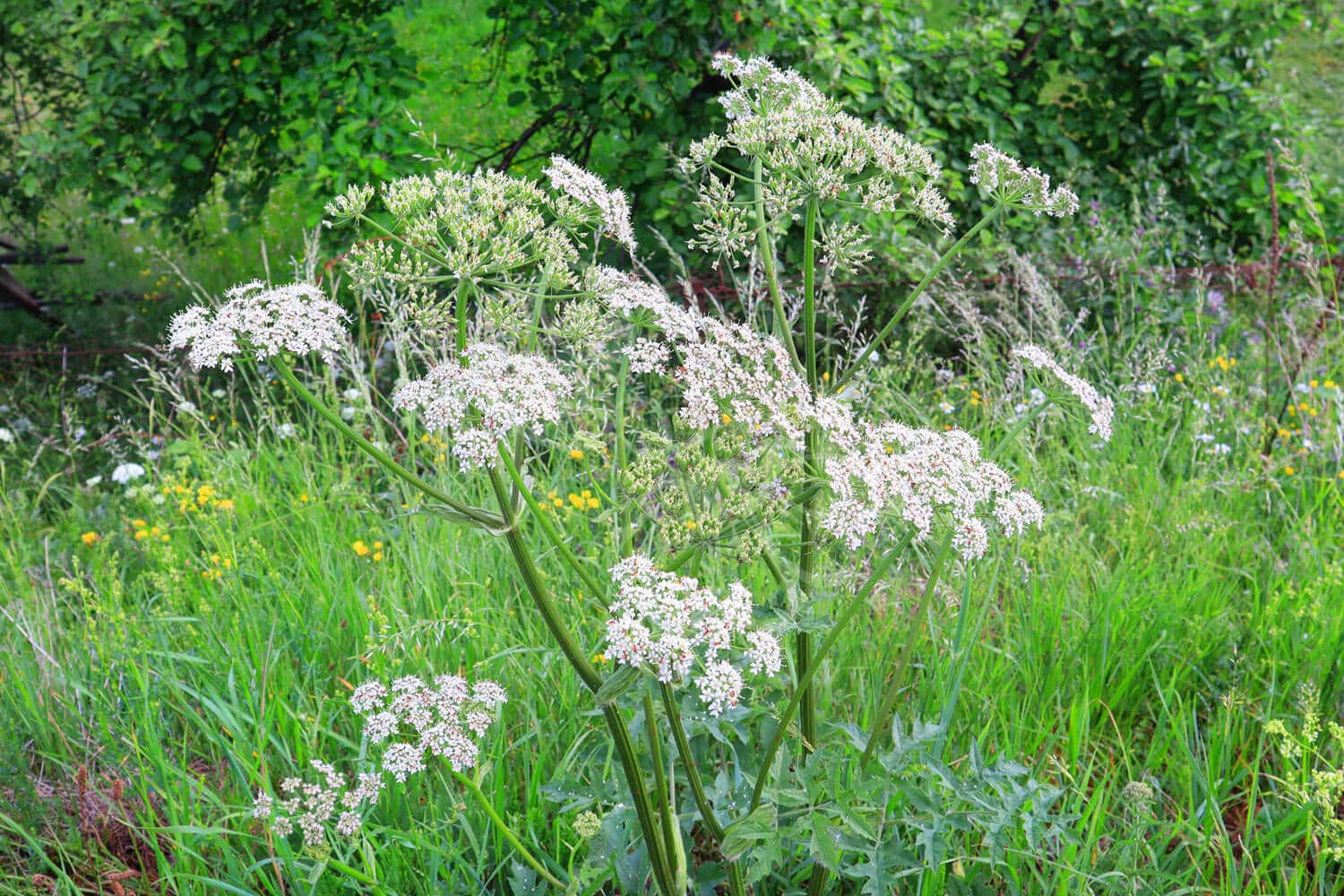 insektblomster_almindelig_bjoerneklo Hej Verden Udvalgt Billede