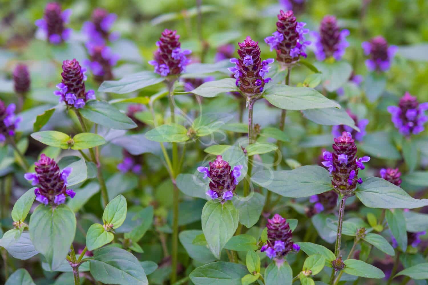 insektblomster_almindelig_brunelle Hej Verden Udvalgt Billede