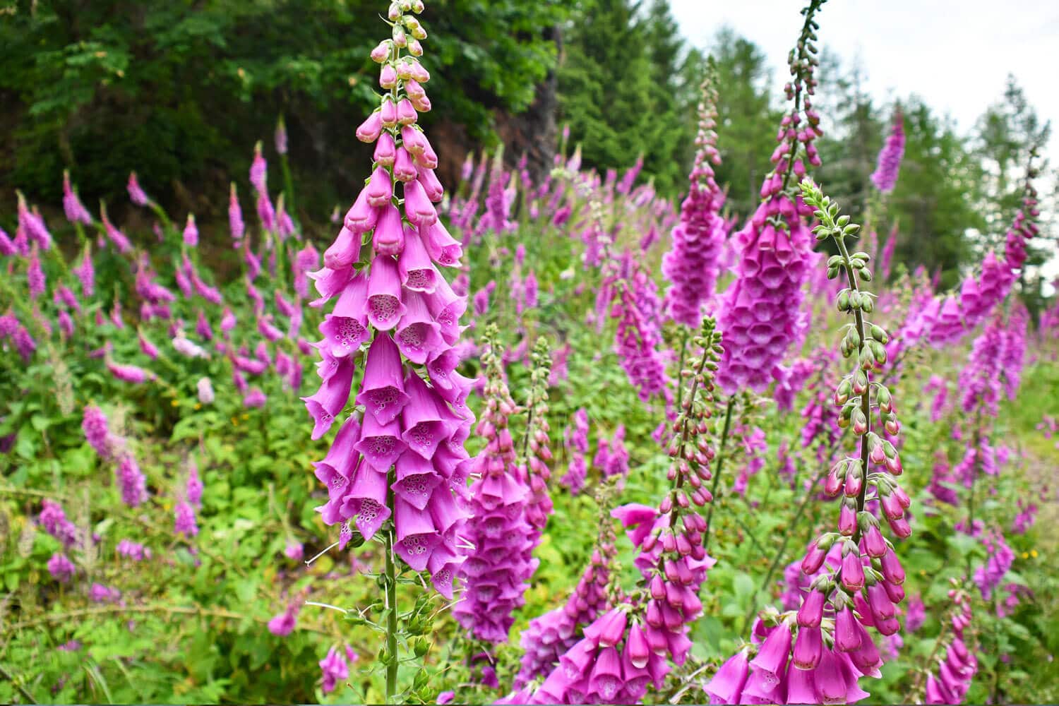 insektblomster_almindelig_fingerboel Hej Verden Udvalgt Billede