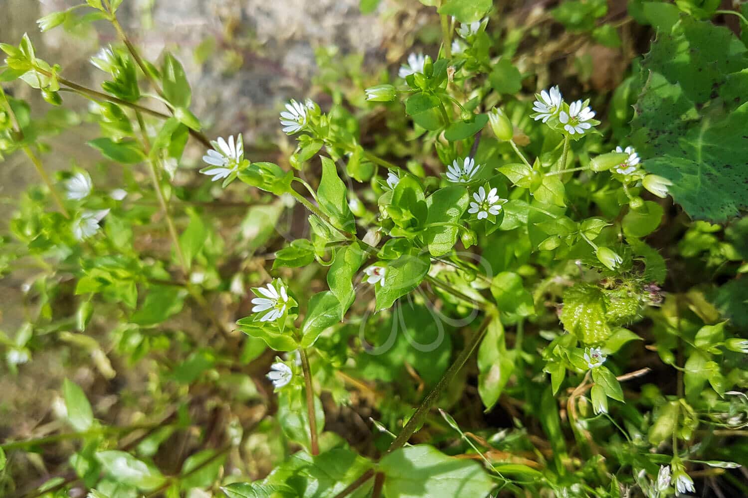 insektblomster_almindelig_fuglegraes Almindelig Fuglegræs i blomst med hvide, stjerneformede blomster – en hjemmehørende plante med stor værdi for insekter og biodiversitet i næringsrig jord.