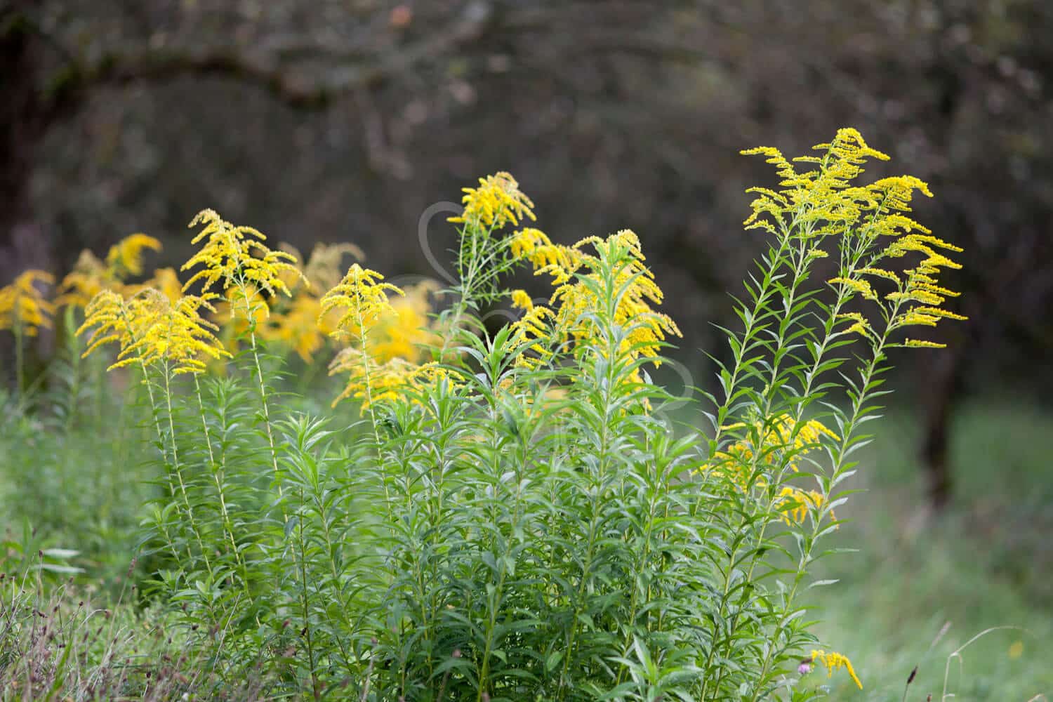 insektblomster_almindelig_gyldenris Almindelig Gyldenris i blomst med tætte, gule blomsterstande – en vigtig hjemmehørende plante for sensommerens insekter og et farverigt supplement til frøblandinger.