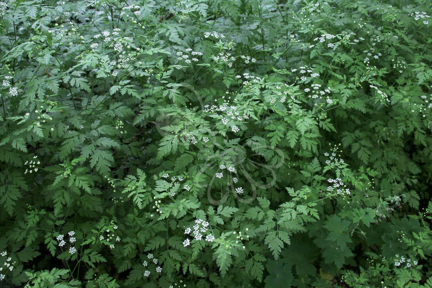 insektblomster_almindelig_hulsvoeb Hej Verden Udvalgt Billede
