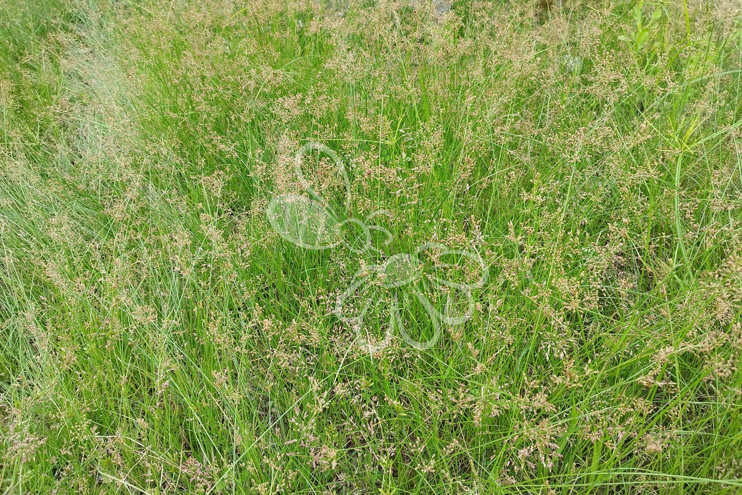 insektblomster_almindelig_hvene Hej Verden Udvalgt Billede