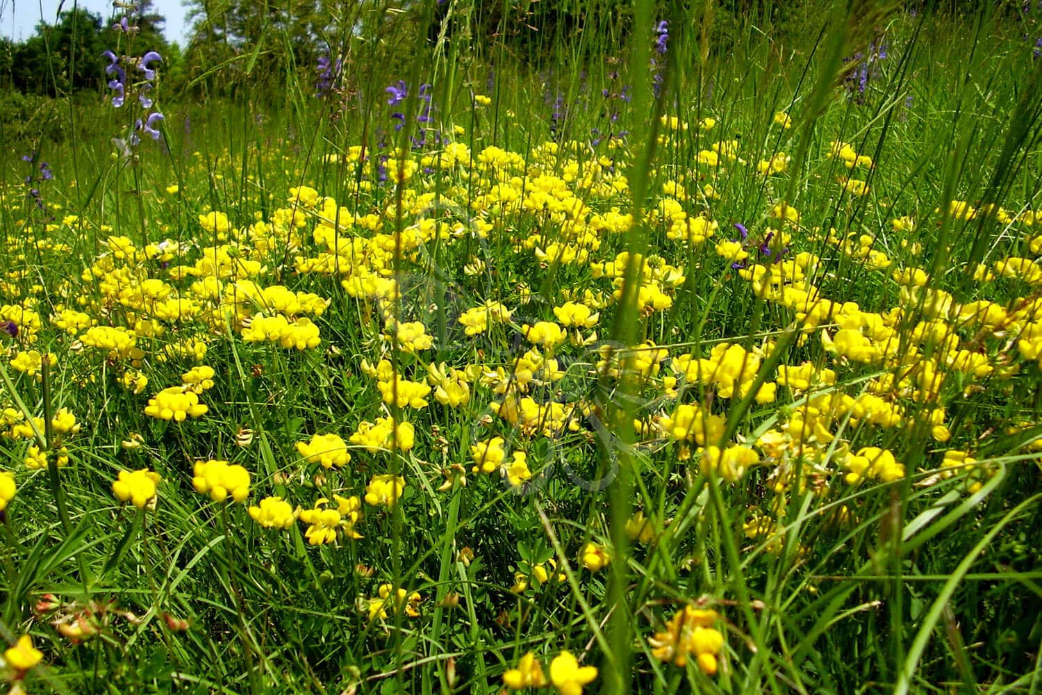 insektblomster_almindelig_kaellingetand Almindelig Kællingetand i blomst – lav, gulblomstret plante i tør og lettere fugtig jord. En vigtig hjemmehørende art og populær insektplante i mange frøblandinger.