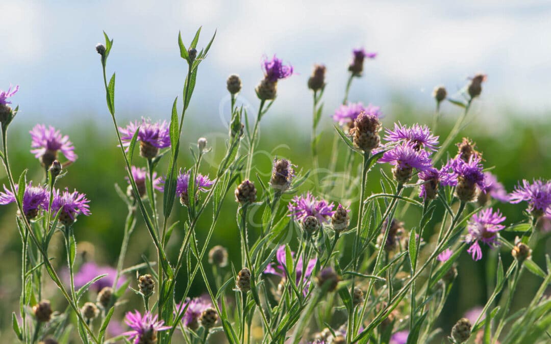 Almindelig Knopurt i blomst – rødlilla kurvblomst på grøn baggrund. En hjemmehørende plante med høj værdi for insekter og naturlige frøblandinger.