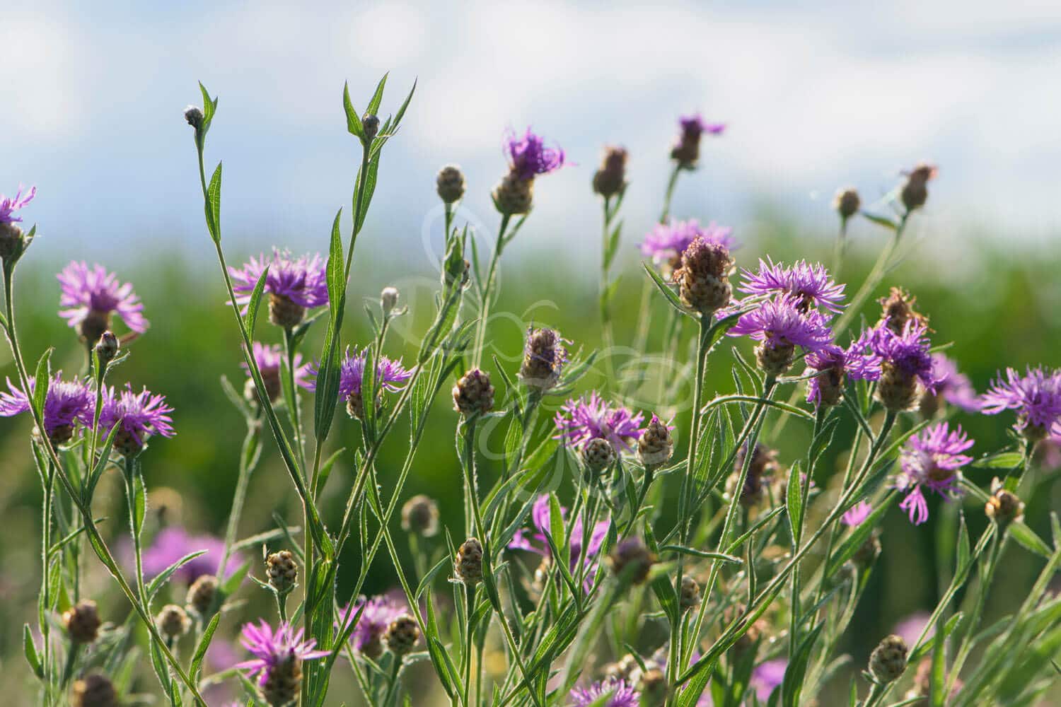 insektblomster_almindelig_knopurt Almindelig Knopurt i blomst – rødlilla kurvblomst på grøn baggrund. En hjemmehørende plante med høj værdi for insekter og naturlige frøblandinger.