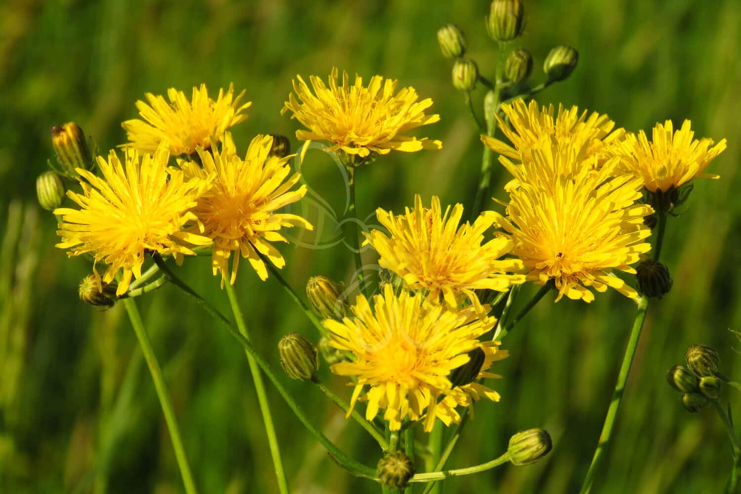 insektblomster_almindelig_kongepen Hej Verden Udvalgt Billede