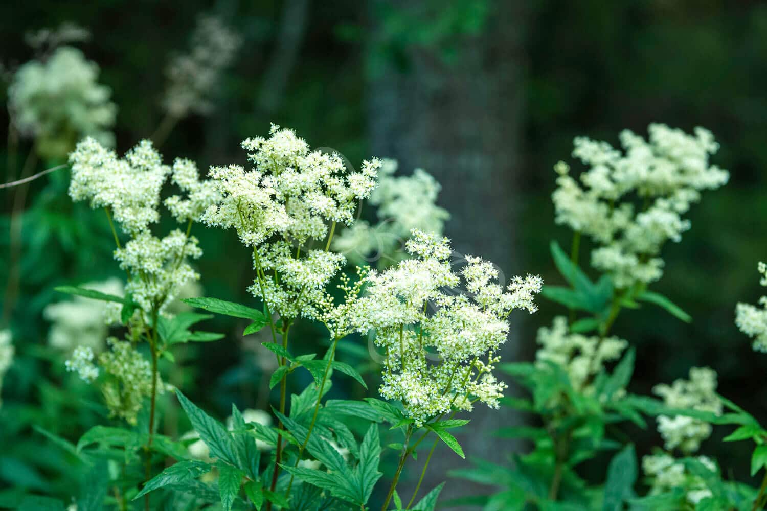 insektblomster_almindelig_mjoedurt Almindelig Mjødurt i blomst – hvid blomsterstand i fugtigt miljø. En flerårig plante med høj værdi for insekter og ideel til fugtige naturarealer.