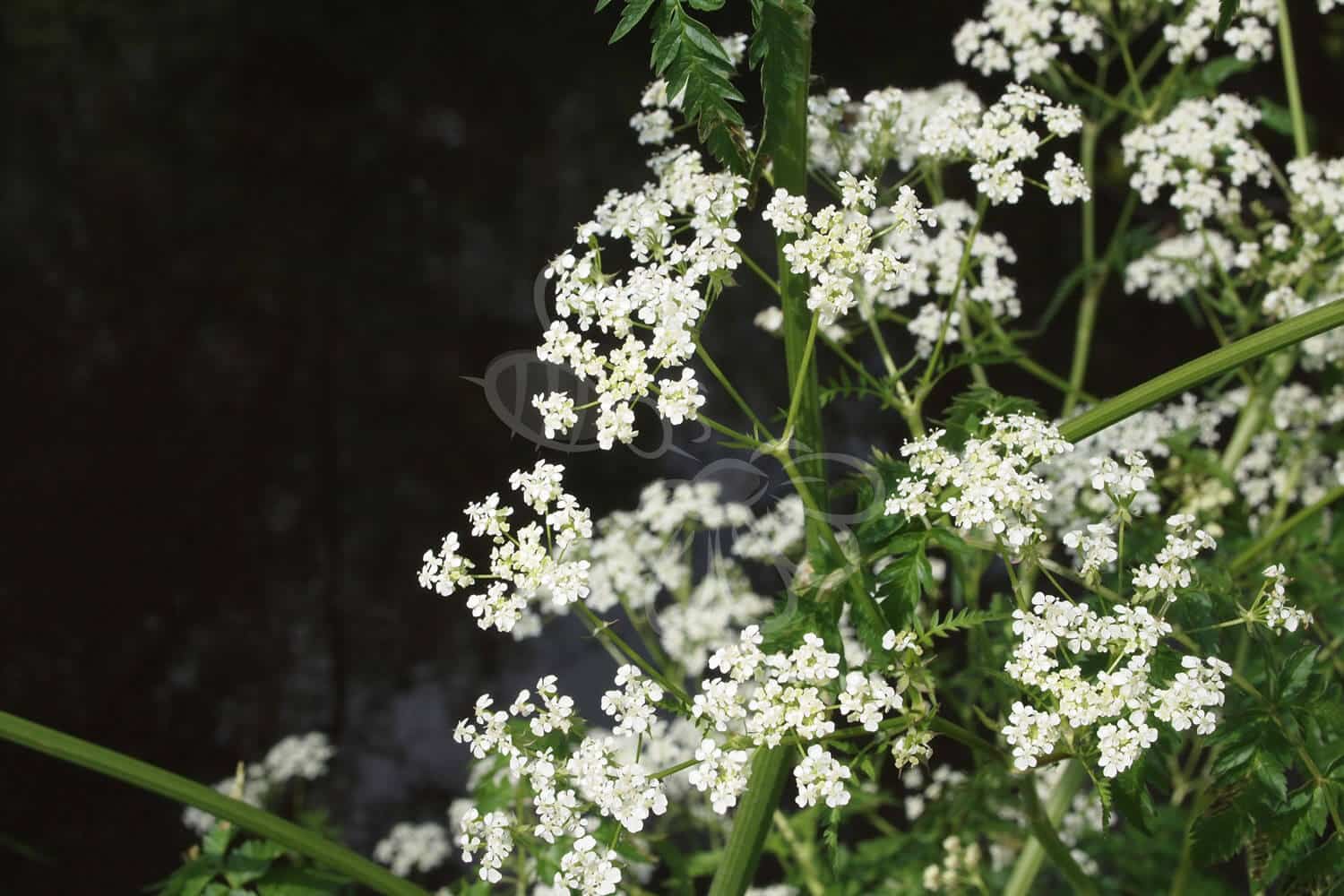 insektblomster_almindelig_pimpinelle Almindelig Pimpinelle i blomst – hvide blomsterskærme på næringsfattig jord. Tiltrækker sommerfugle som Svalehale og Pimpinellekøllesværmer.