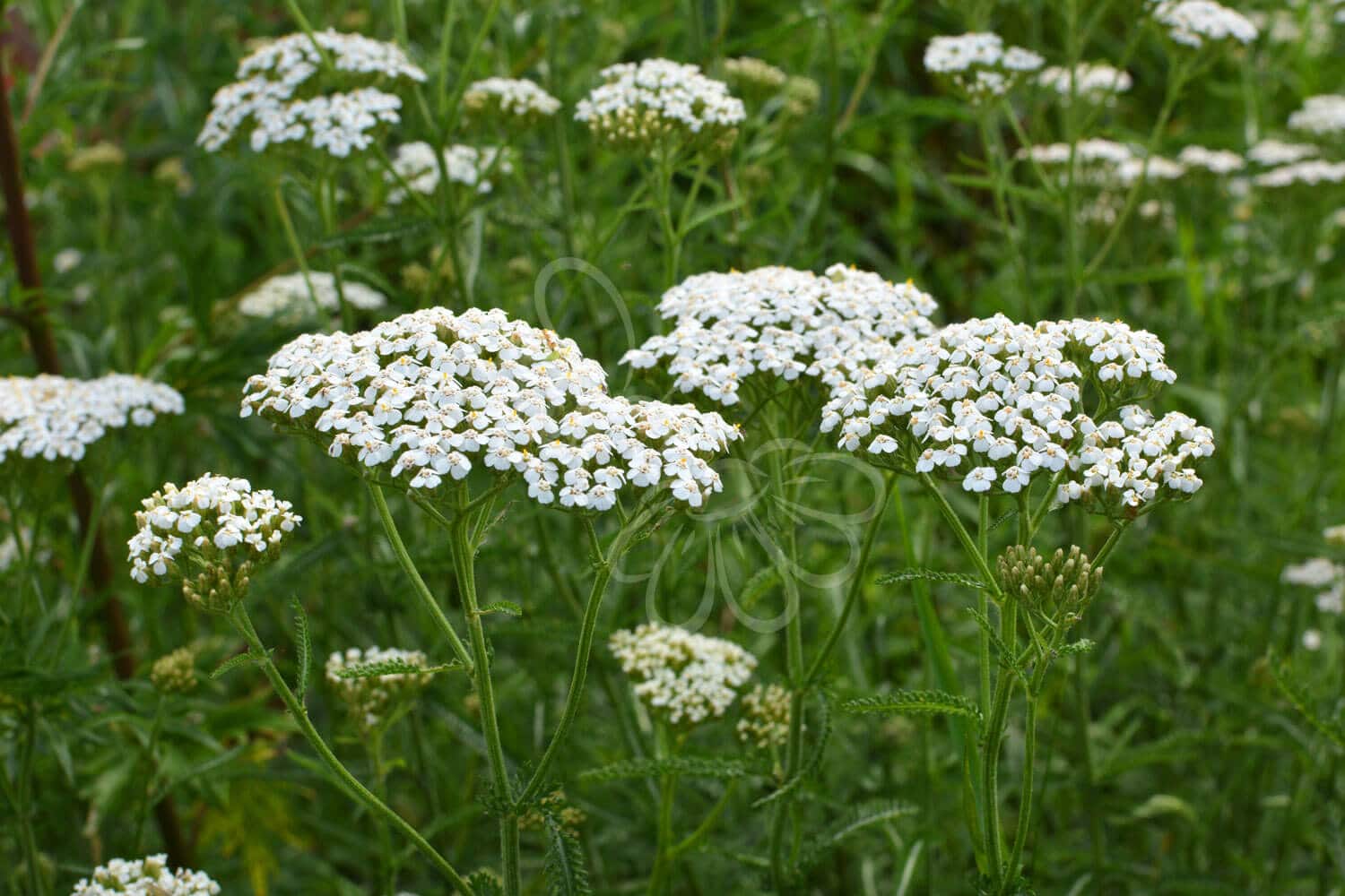 insektblomster_almindelig_roellike Almindelig Røllike i blomst – flade, hvide blomsterskærme over fjerfine blade. En nøjsom plante med stor biodiversitetsværdi til mange typer arealer.