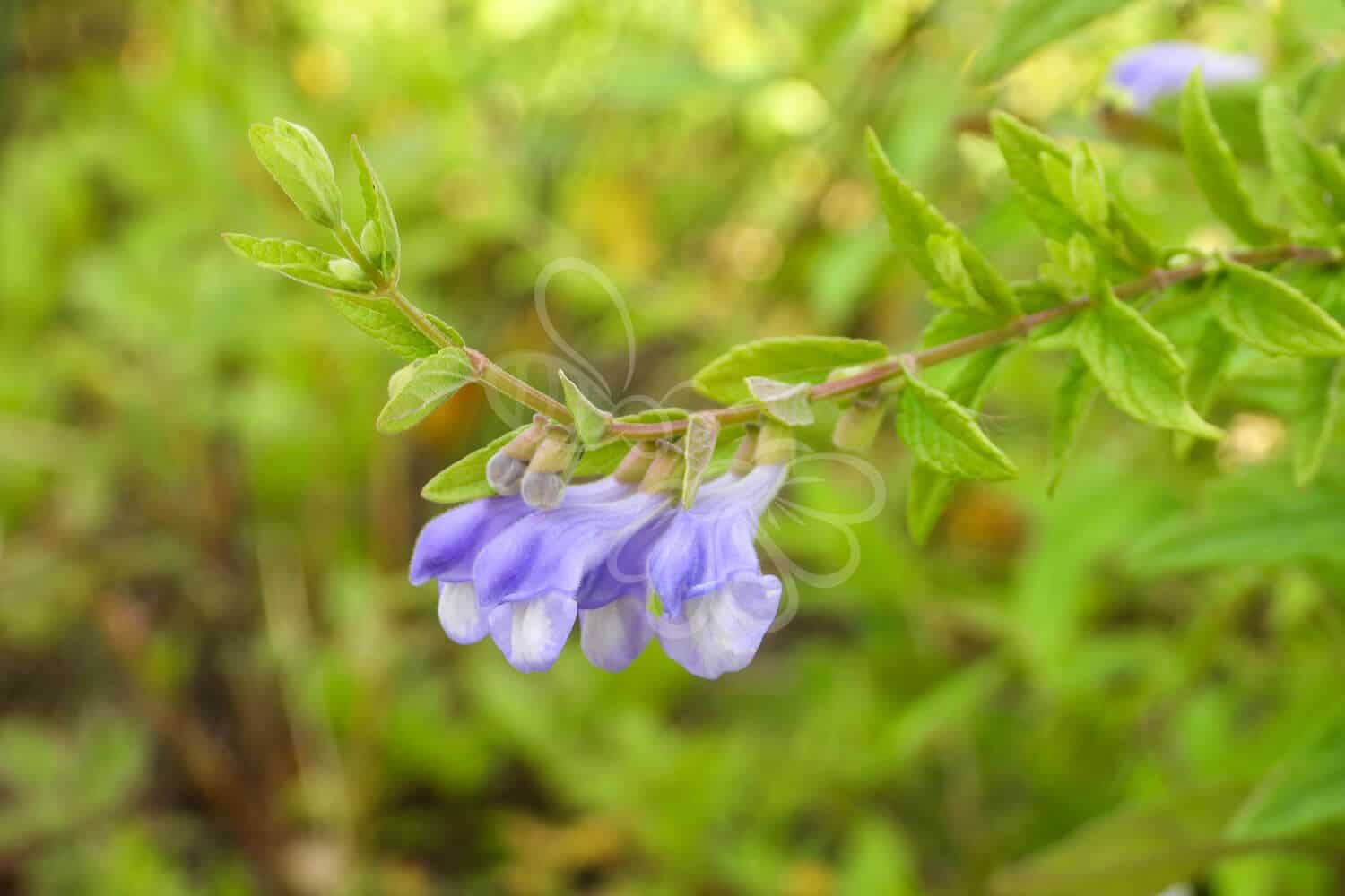 insektblomster_almindelig_skjolddrager Hej Verden Udvalgt Billede