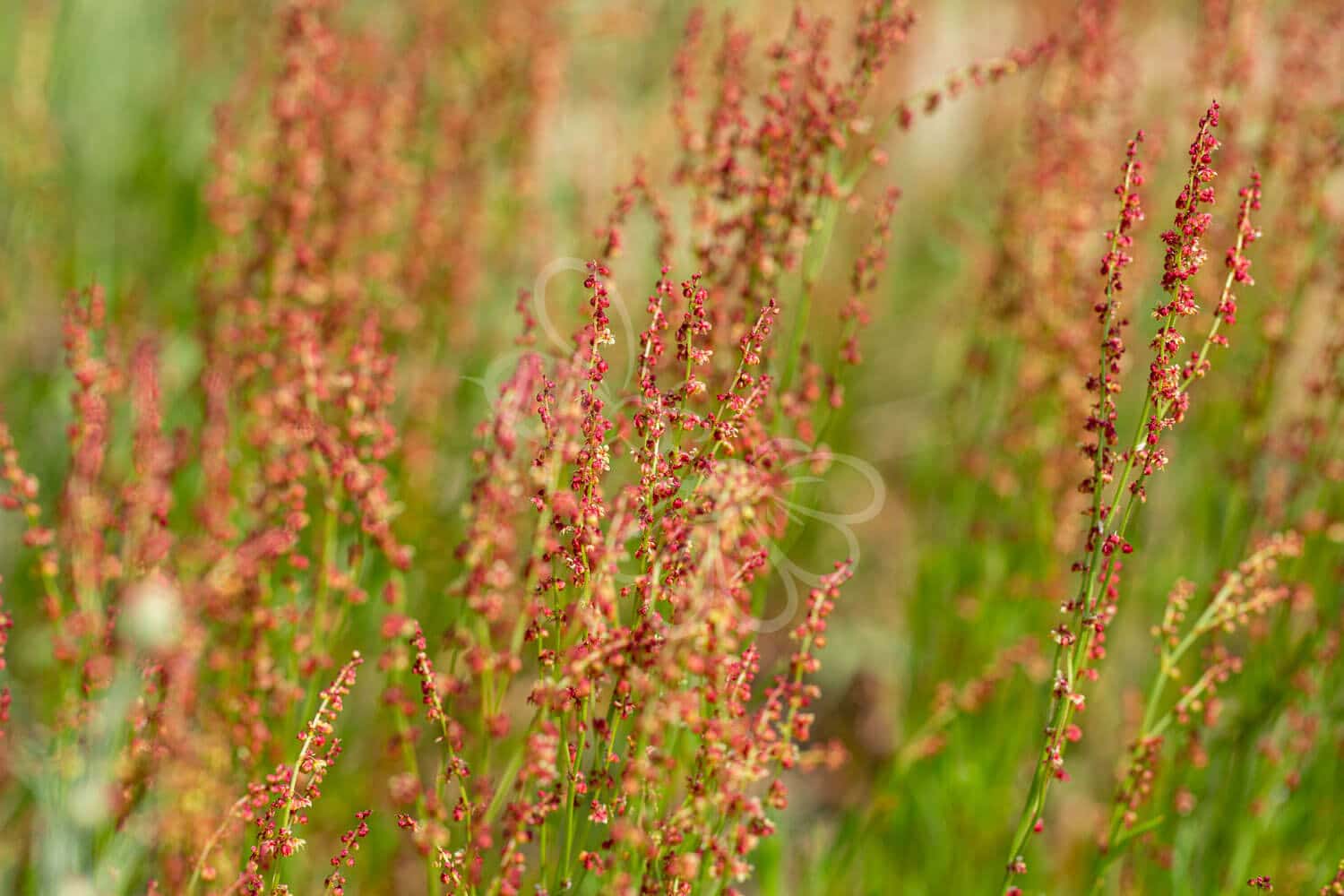 insektblomster_almindelig_syre Almindelig Syre i blomst – slanke, rødtonede aks over grønne blade. En hjemmehørende plante med stor økologisk værdi til næringsrige naturarealer.