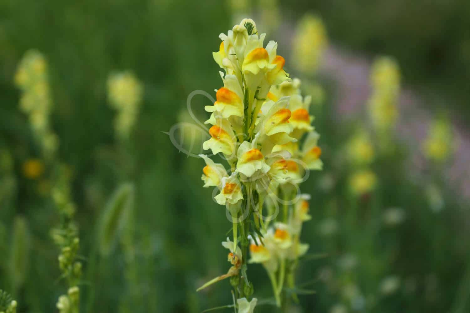 insektblomster_almindelig_torskemund Almindelig Torskemund i blomst – gule, løvemundlignende blomster i sol på sandet jord. En hjemmehørende plante med stor værdi for truede insekter.