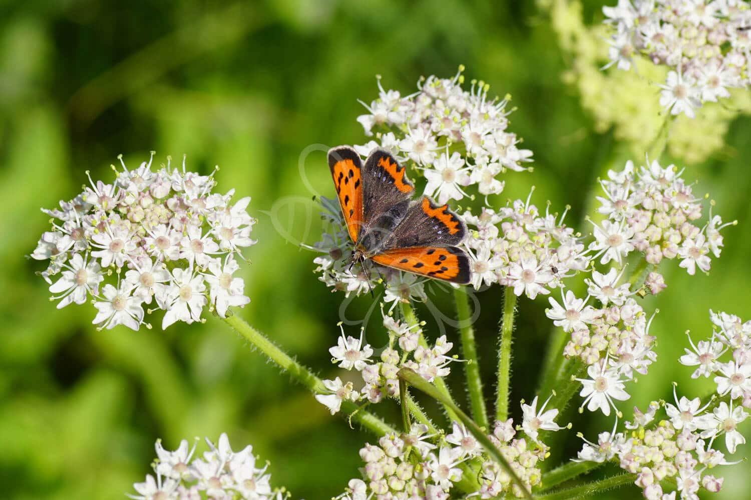 insektblomster_angelik Angelik i blomst – hvide skærme over kraftige stængler i fugtigt, skyggefuldt miljø. En vigtig plante for insekter og artsrige naturbeplantninger.