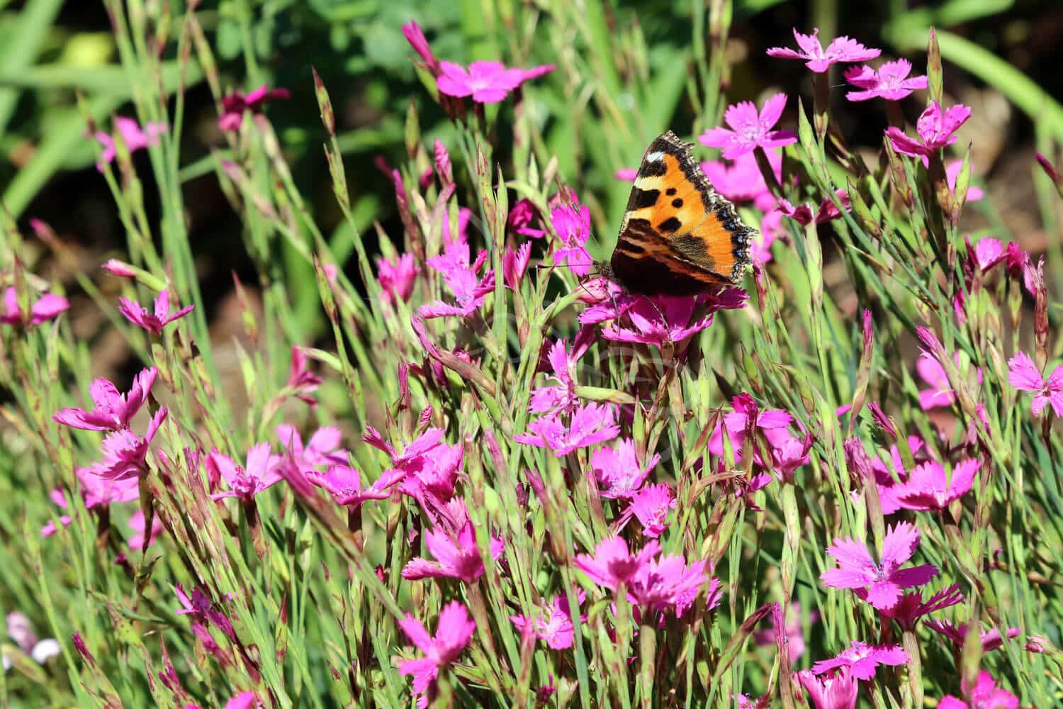 insektblomster_bakke-nellike Hej Verden Udvalgt Billede