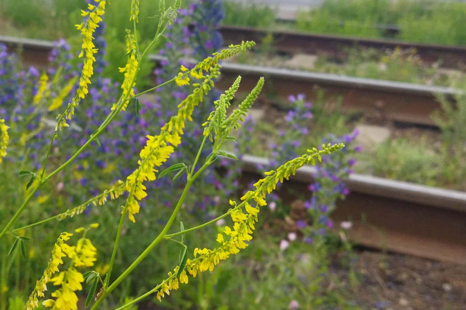 Lav biodiversitet ved baneskråninger og jernbanespor, så der kommer smukke blomster lang banen