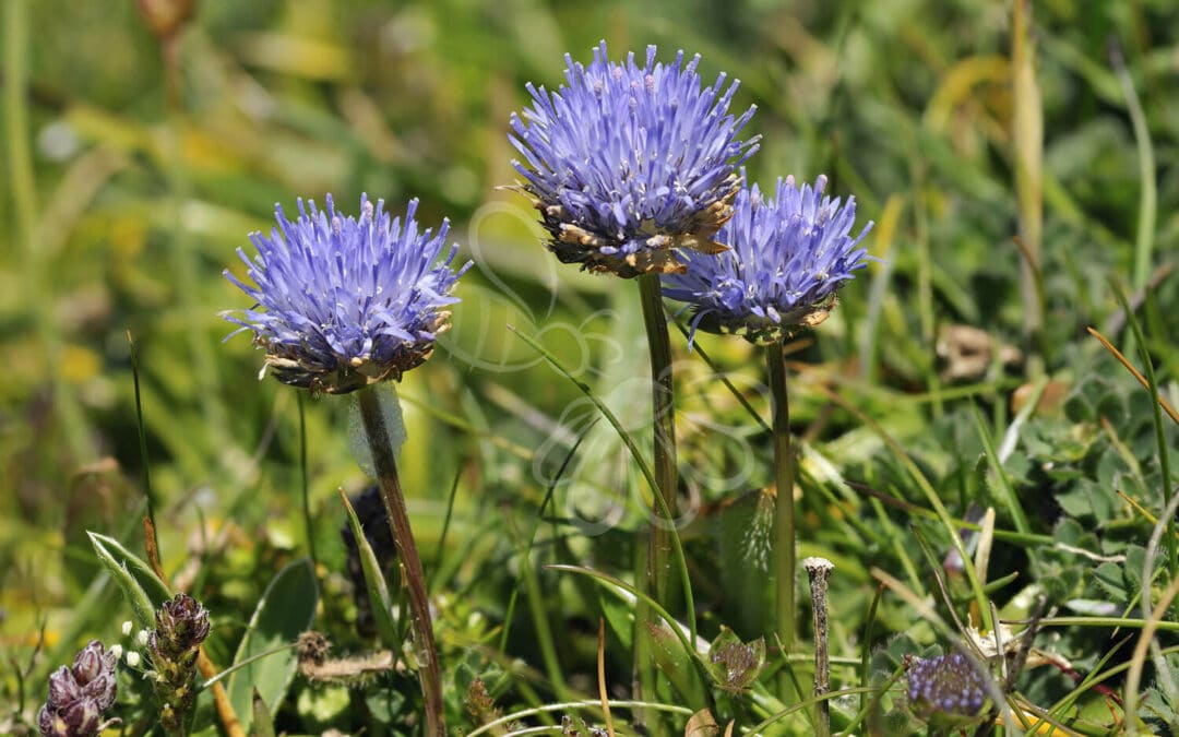Blåmunke