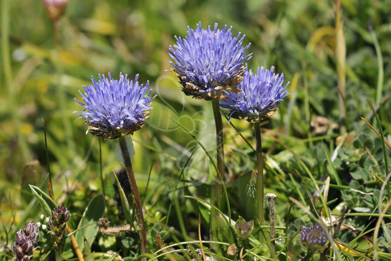 insektblomster_blaamunke Hej Verden Udvalgt Billede