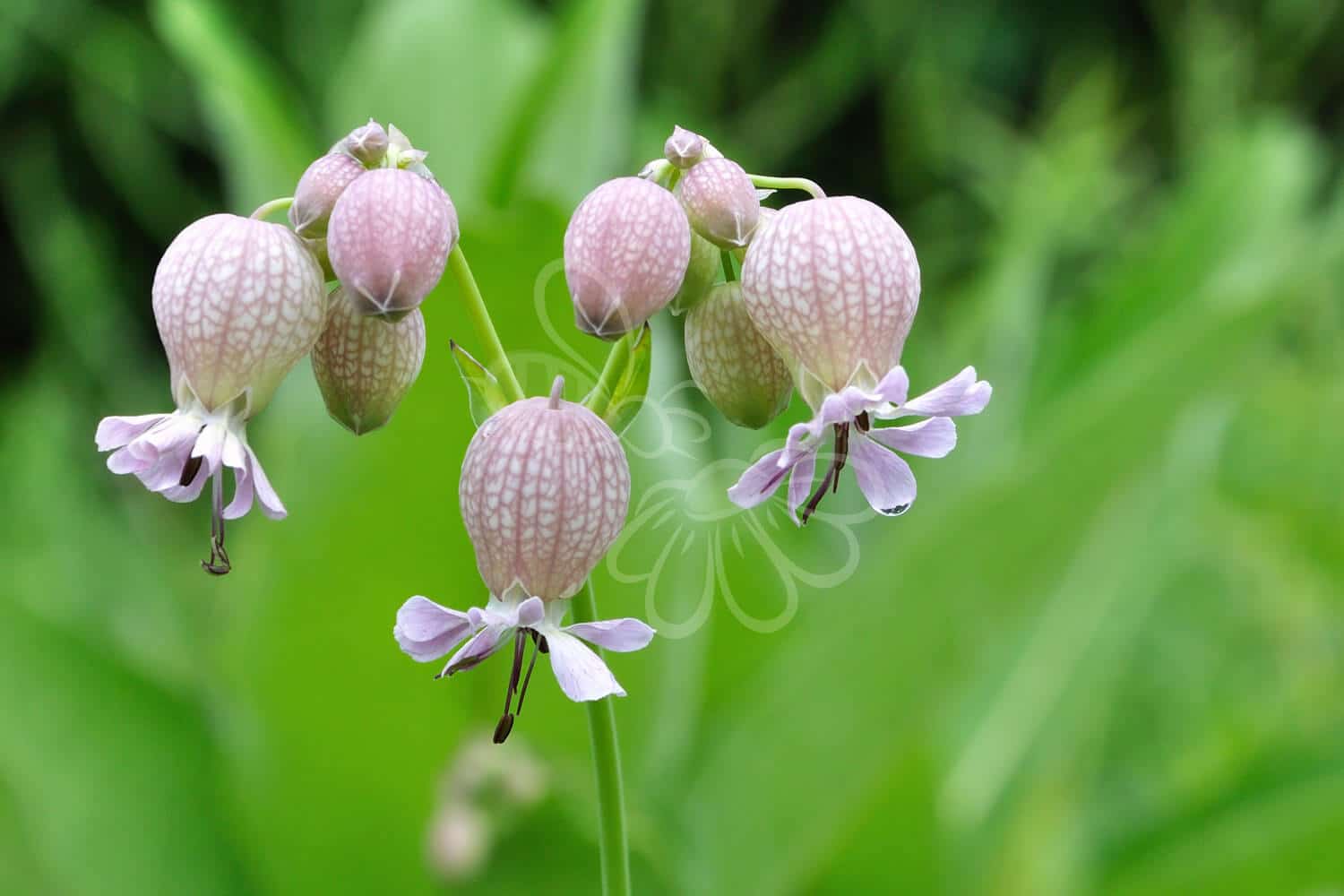 insektblomster_blaeresmaelde Blæresmælde i blomst – hvide blomster med karakteristisk oppustet bæger. En robust, hjemmehørende plante med høj værdi for insekter og tørre habitater.