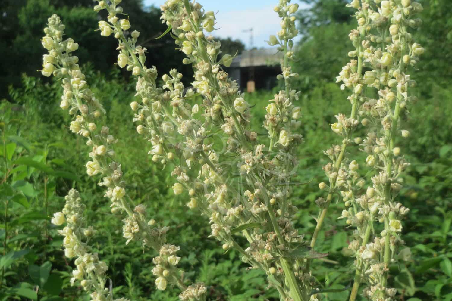 insektblomster_bleg_kongelys Hej Verden Udvalgt Billede