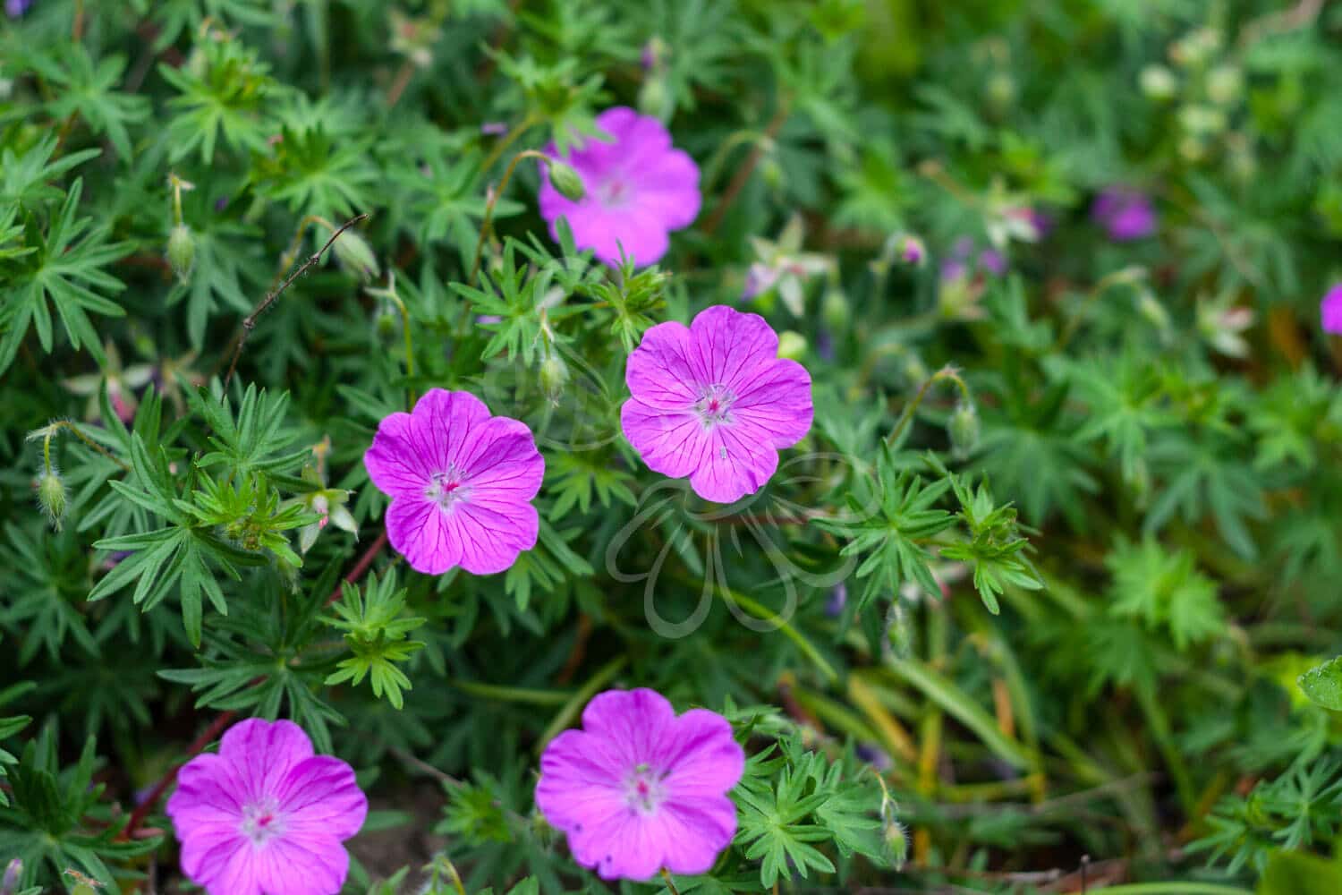 insektblomster_blodroed_storkenaeb Blodrød Storkenæb i blomst – stærkt røde blomster over tætte, grønne blade. En hjemmehørende plante med høj robusthed og værdi for sommerfugle og insekter.