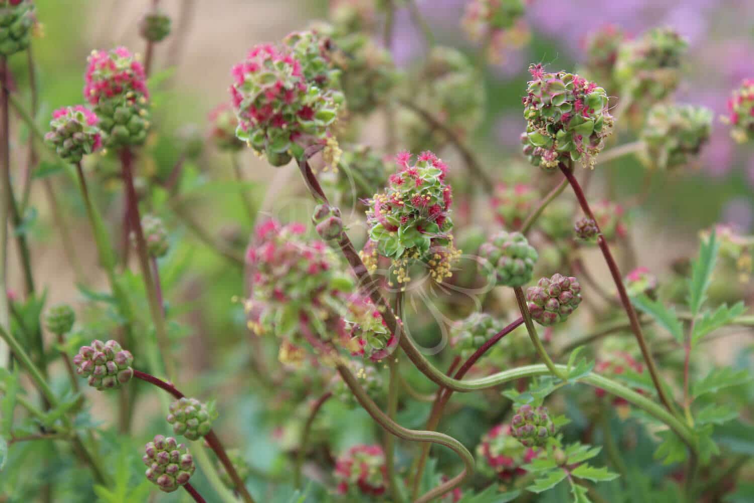 insektblomster_blodstillende_bibernelle Hej Verden Udvalgt Billede