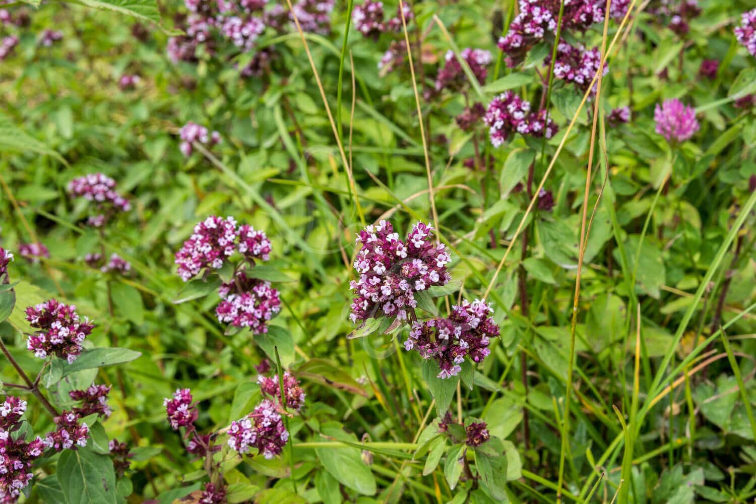 insektblomster_bredbladet_timian Hej Verden Udvalgt Billede