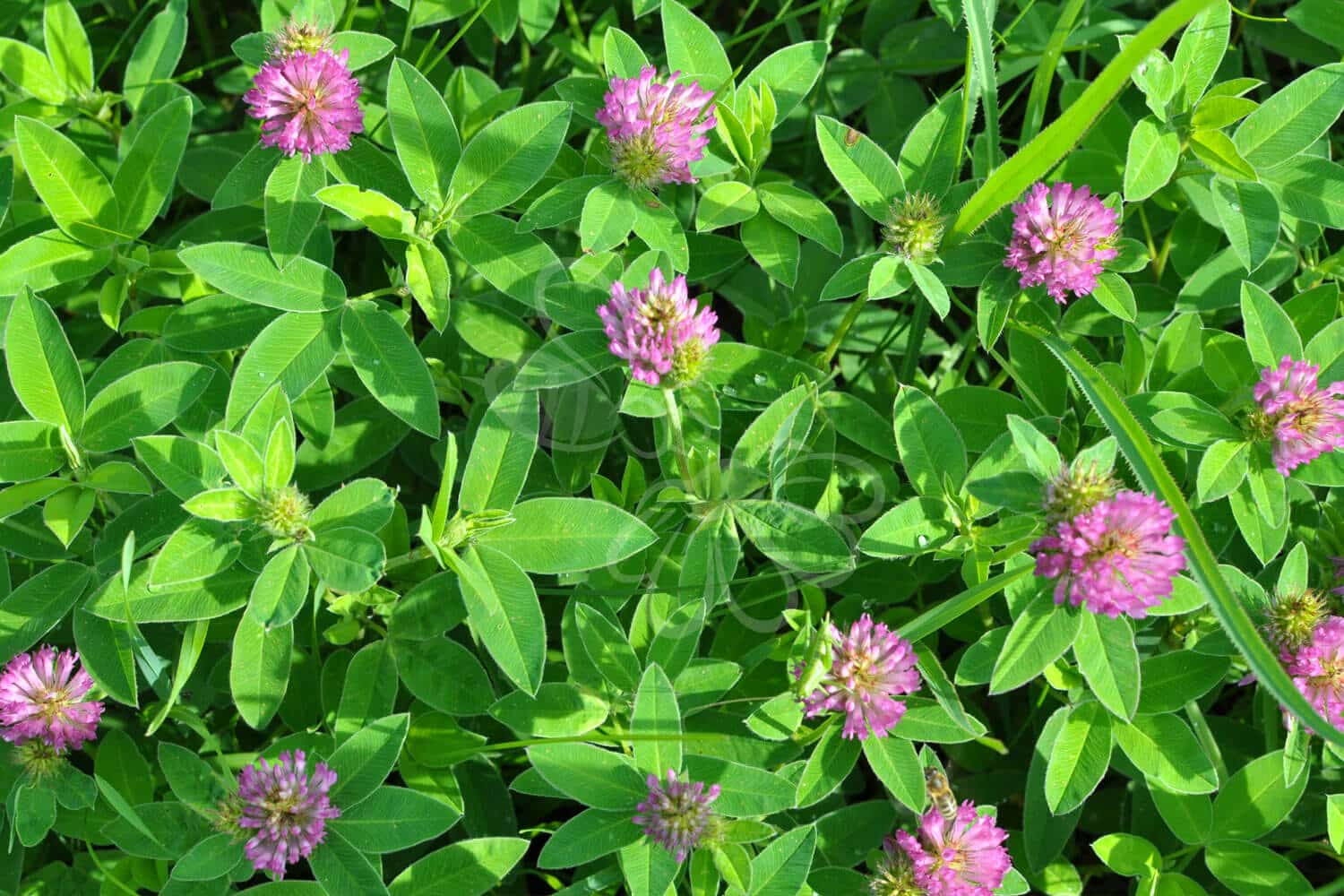 insektblomster_bugtet_kloever Bugtet Kløver i blomst – rødviolette blomsterhoveder over lav vækst. En hjemmehørende plante, der gavner sommerfugle som Engblåfugl og Orange Høsommerfugl.