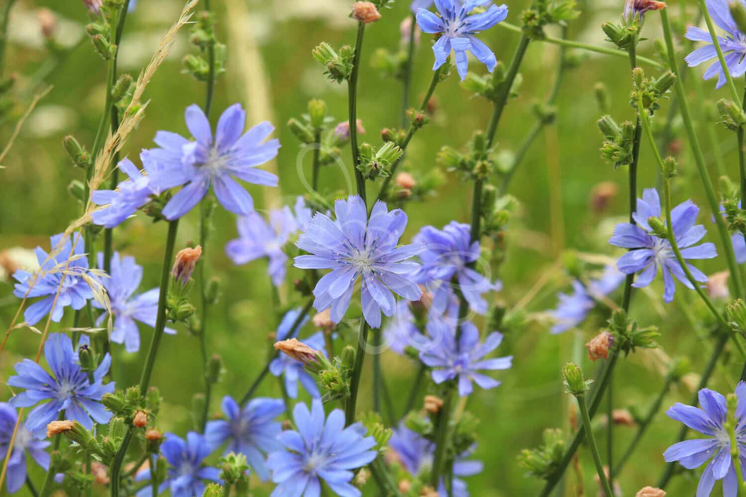 insektblomster_cikorie Hej Verden Udvalgt Billede