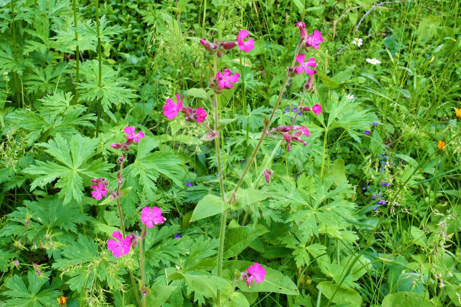 insektblomster_dag-pragtstjerne Dag-Pragtstjerne i blomst – røde blomster i halvskygget, frodigt område. En hjemmehørende plante, der gavner sårbare insekter som Skovbjørn og svirrefluer.