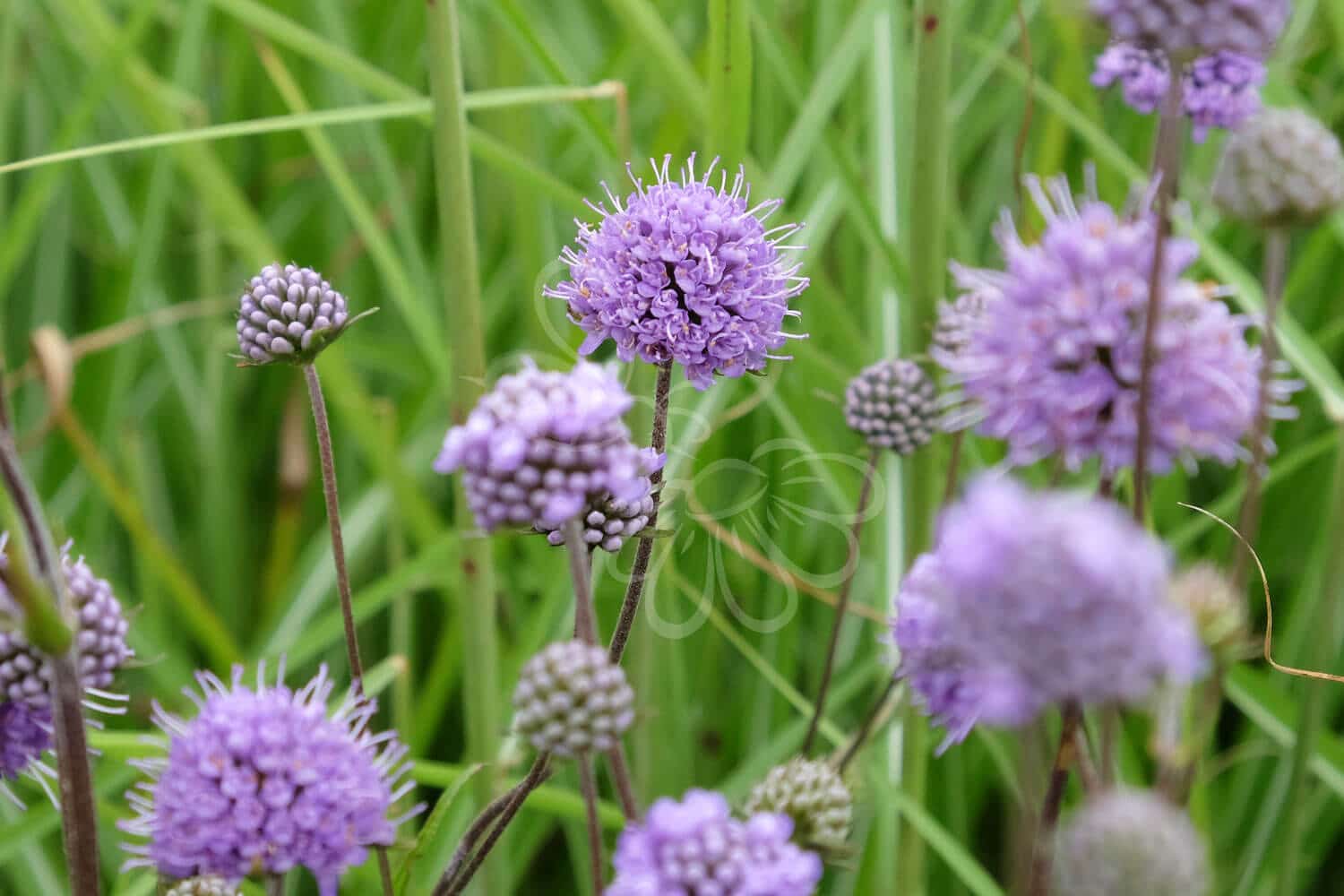 insektblomster_djaevelsbid Hej Verden Udvalgt Billede