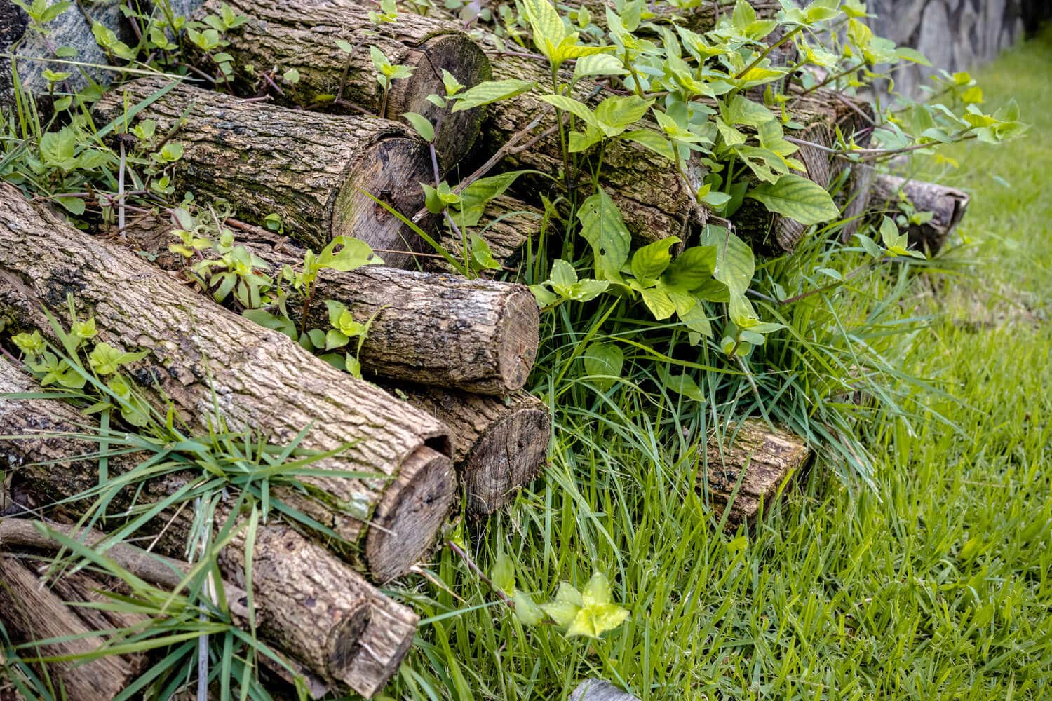 Liggende dødt træ og kvas i naturareal – værdifuldt levested for vedlevende insekter og vigtig fødekilde for småfugle i biodiversitetsvenlig pleje.