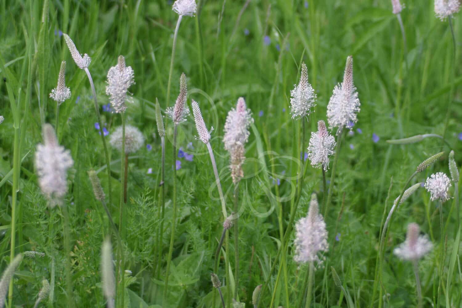 insektblomster_dunet_vejbred Hej Verden Udvalgt Billede