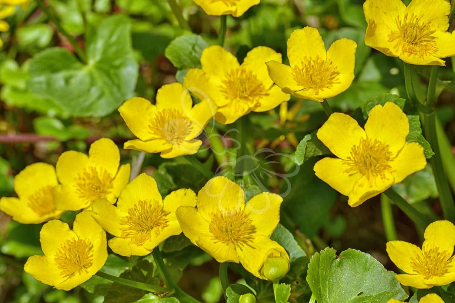 insektblomster_eng-kabbeleje Eng-Kabbeleje i blomst – stærkt gule blomster over mørkegrønt løv i fugtig jord. En hjemmehørende art, der gavner tidlige insekter og vådområders biodiversitet.