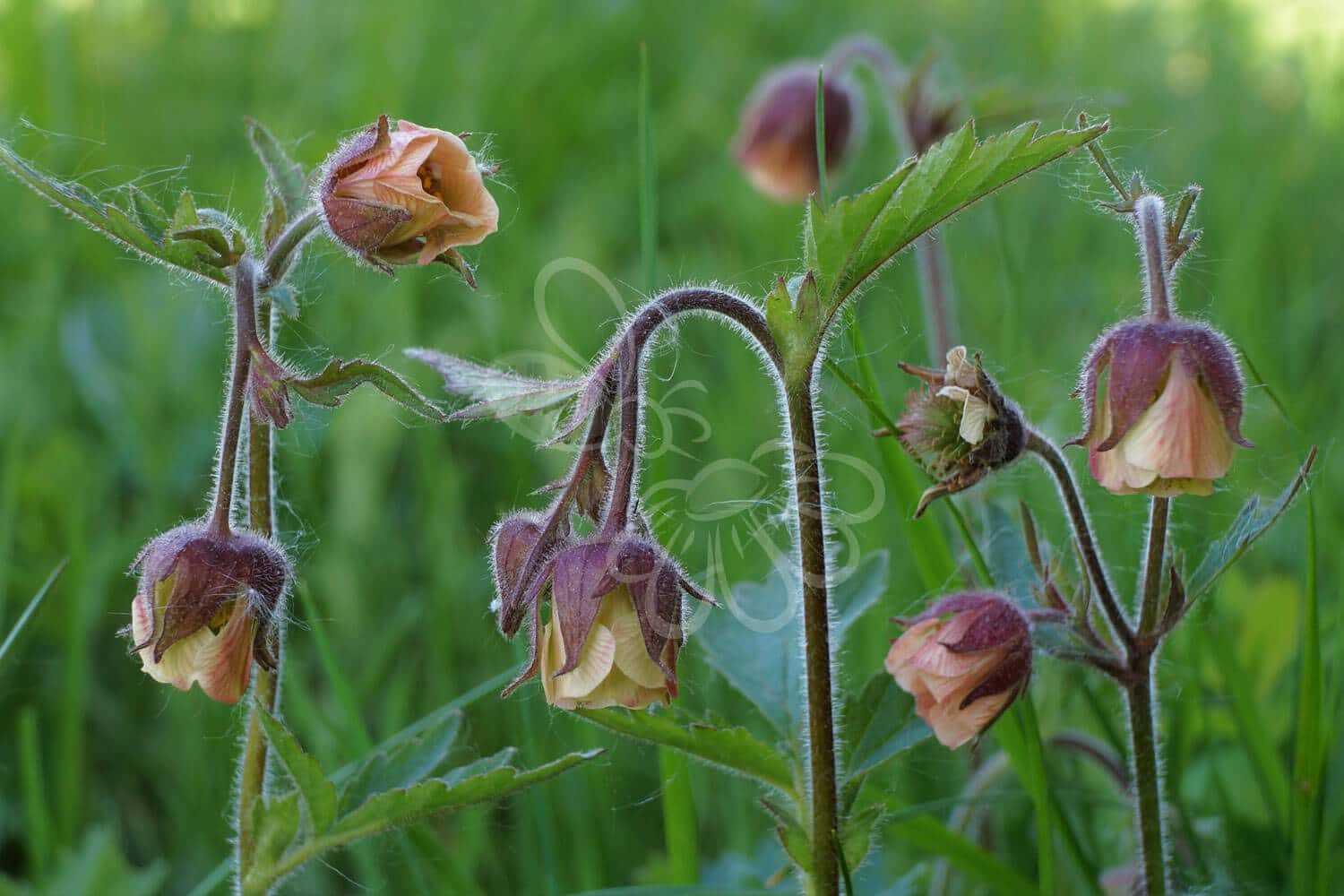 insektblomster_eng-nellikerod Hej Verden Udvalgt Billede