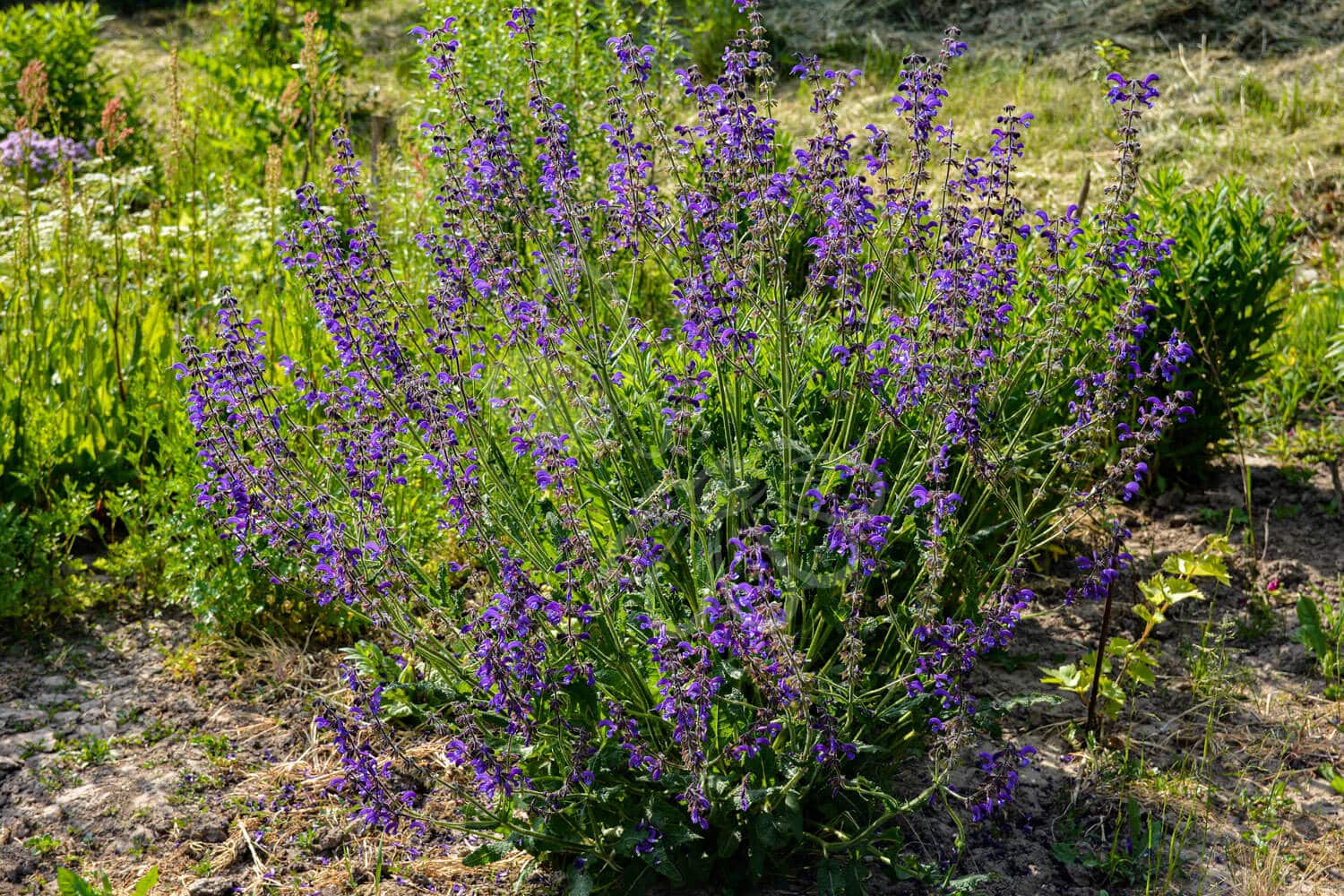 insektblomster_eng-salvie Hej Verden Udvalgt Billede