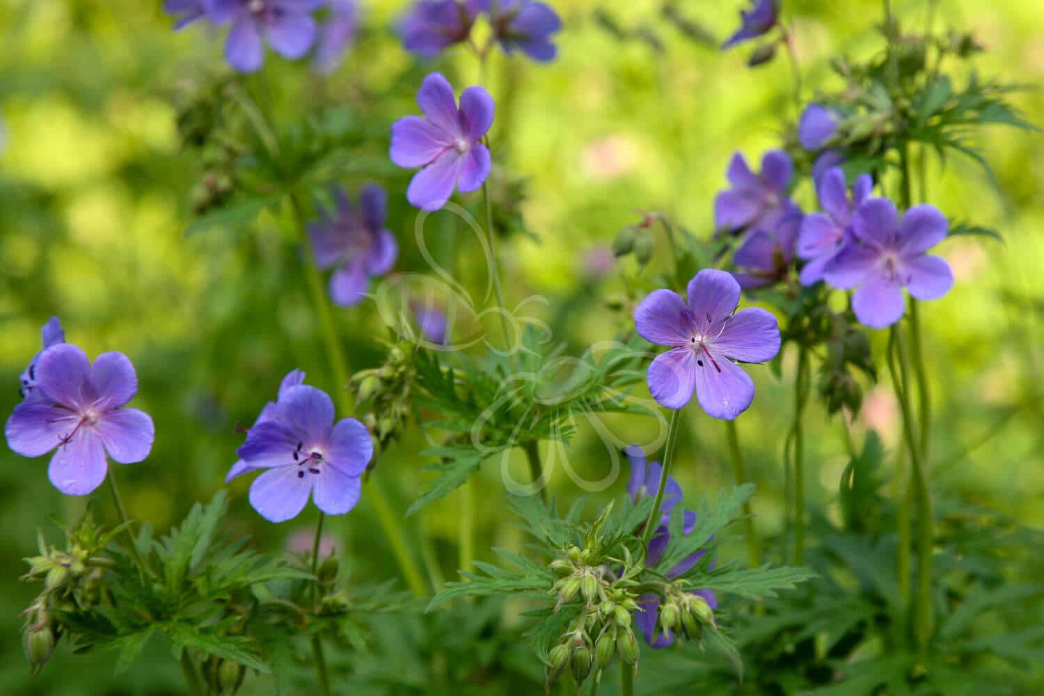insektblomster_eng-storkenaeb Hej Verden Udvalgt Billede