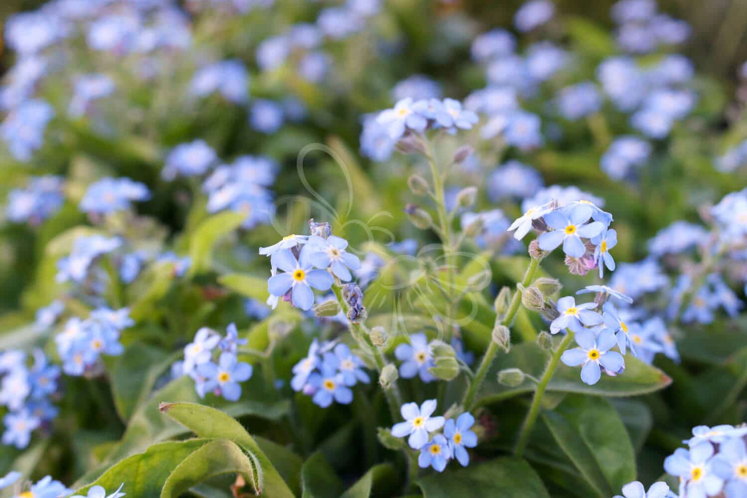 insektblomster_eng_forglemmigej Hej Verden Udvalgt Billede