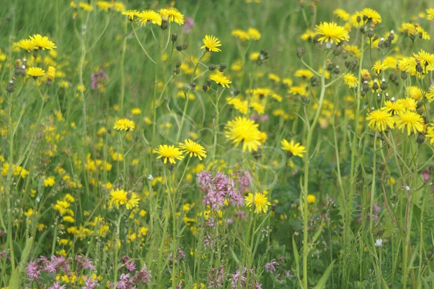 insektblomster_engblanding_vaad_jord1 Fugtig blomstereng med vilde urter og sommerfugle – etableret med frøblanding med engblomster til fugtig jord. Sikker for dyr og rig på biodiversitet.