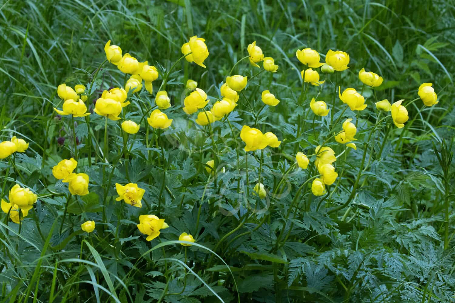 insektblomster_engblomme Engblomme i blomst – kugleformet, gul blomst i solbeskinnet, fugtigt engareal. En hjemmehørende og næsten truet plante med værdi for biodiversiteten.