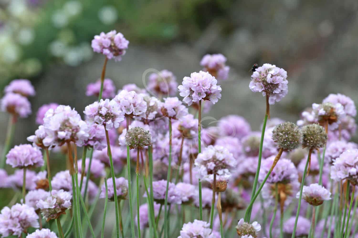 insektblomster_engelskgraes Hej Verden Udvalgt Billede