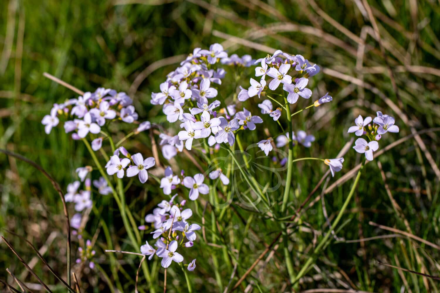 insektblomster_engkarse Hej Verden Udvalgt Billede