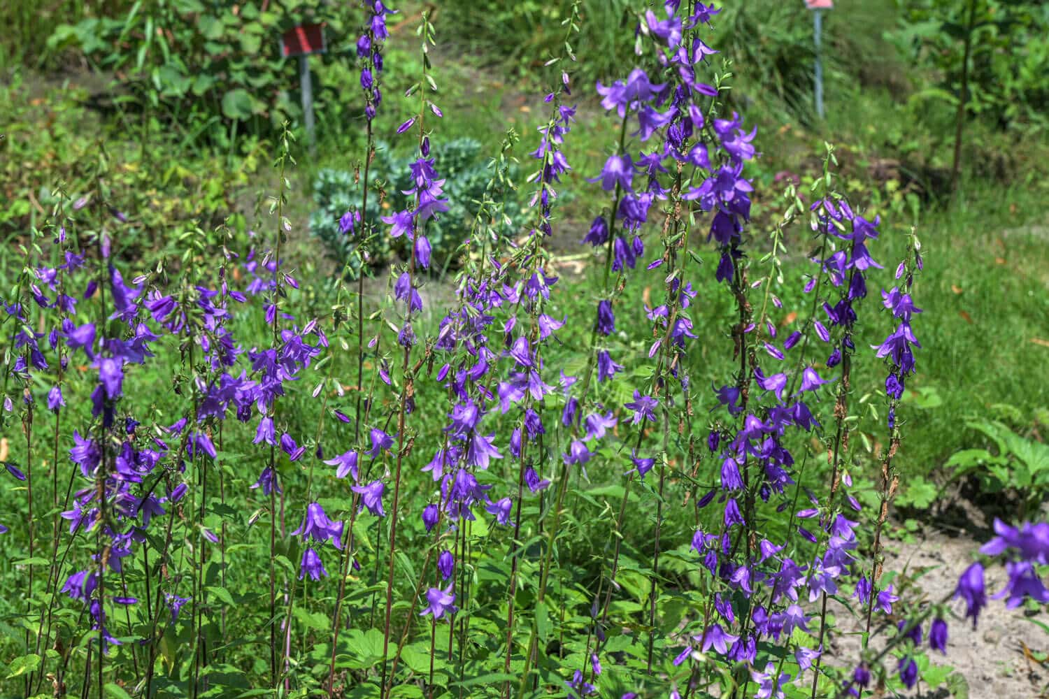 insektblomster_ensidig_klokke Hej Verden Udvalgt Billede