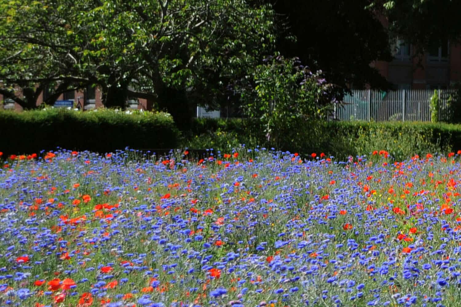 insektblomster_erhvervsejendomme Biodiversitet ved erhvervsejendomme kan give virksomhederne en grønnere profil