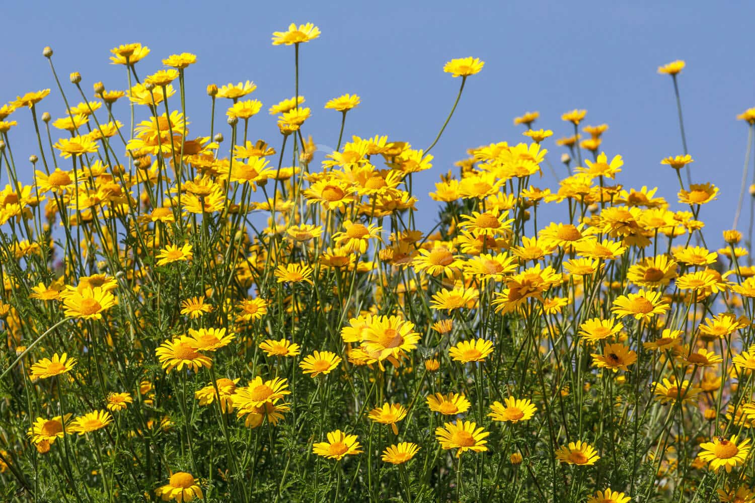 insektblomster_farve-gaaseurt Hej Verden Udvalgt Billede