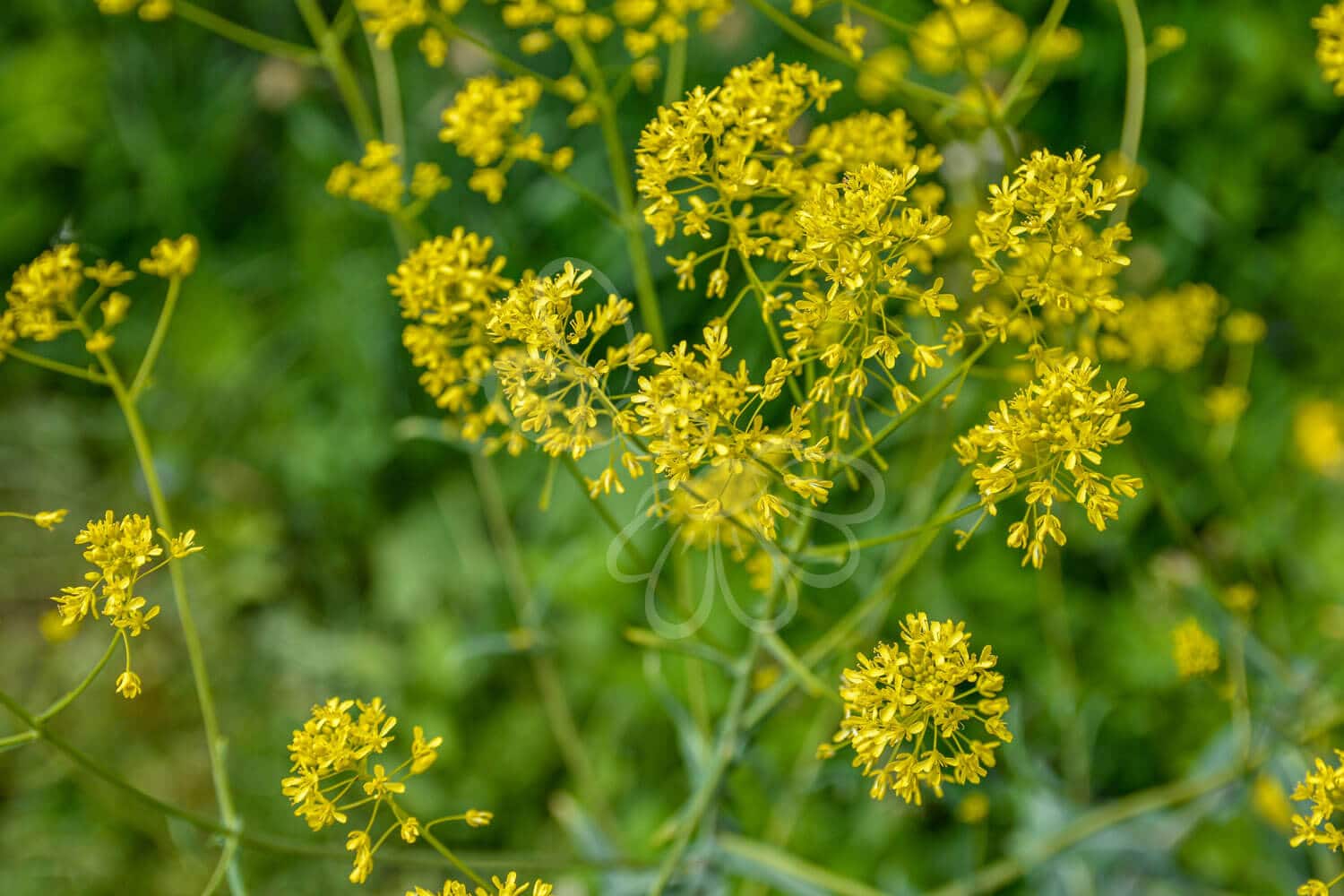 insektblomster_farve-vajd Hej Verden Udvalgt Billede