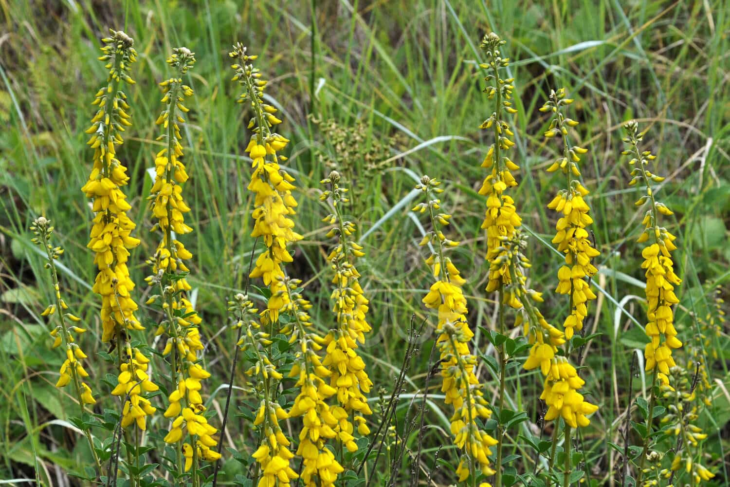 insektblomster_farve-visse Farve-Visse i blomst – tætte, gule blomsterklaser i solrigt terræn. En robust, flerårig plante med høj værdi for sommerfugle og tørketålende beplantninger.